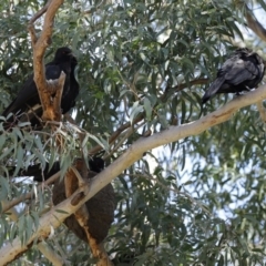 Corcorax melanorhamphos at Yarrow, NSW - 17 Aug 2020