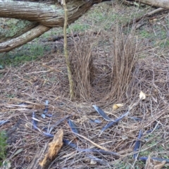 Ptilonorhynchus violaceus (Satin Bowerbird) at Black Range, NSW - 18 Aug 2020 by MatthewHiggins