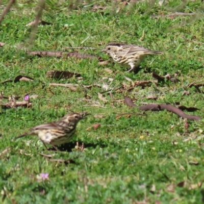 Pyrrholaemus sagittatus (Speckled Warbler) at Googong Foreshore - 17 Aug 2020 by RodDeb