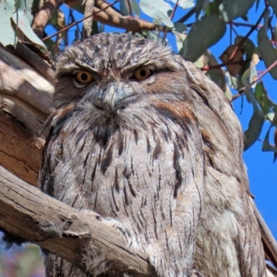 Podargus strigoides (Tawny Frogmouth) at QPRC LGA - 17 Aug 2020 by RodDeb