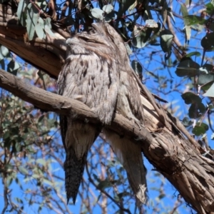 Podargus strigoides at Yarrow, NSW - 17 Aug 2020