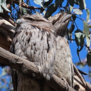 Podargus strigoides at Yarrow, NSW - 17 Aug 2020