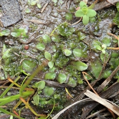 Riccia cartilaginosa (Liverwort) at Mount Painter - 18 Aug 2020 by CathB