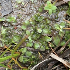 Riccia cartilaginosa at Cook, ACT - 18 Aug 2020