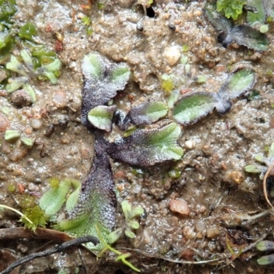 Riccia sp. (Liverwort) at Cook, ACT - 18 Aug 2020 by CathB