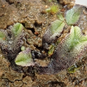 Riccia sp. (genus) at Cook, ACT - 18 Aug 2020 03:11 PM