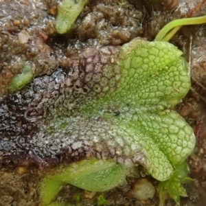 Riccia sp. (genus) at Cook, ACT - 18 Aug 2020
