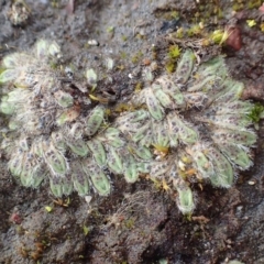 Riccia crinita (Liverwort) at Black Mountain - 17 Aug 2020 by RWPurdie