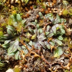 Riccia subbifurca (Liverwort) at Downer, ACT - 18 Aug 2020 by RWPurdie