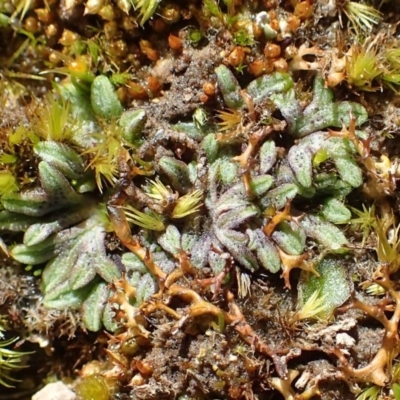 Riccia subbifurca (Liverwort) at Black Mountain - 17 Aug 2020 by RWPurdie