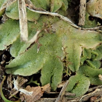 Riccia sp. (genus) (Liverwort) at Mount Painter - 4 Aug 2020 by CathB