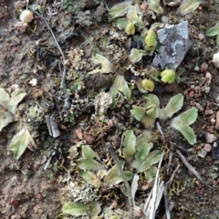 Riccia sp. (genus) at Cook, ACT - 4 Aug 2020