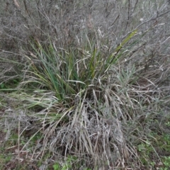Lomandra longifolia (Spiny-headed Mat-rush, Honey Reed) at Carwoola, NSW - 16 Aug 2020 by AndyRussell