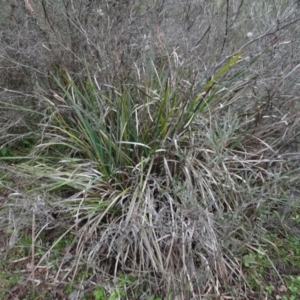Lomandra longifolia at Carwoola, NSW - 16 Aug 2020