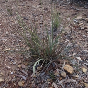 Lomandra longifolia at Carwoola, NSW - 16 Aug 2020