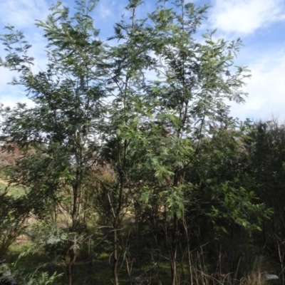 Acacia dealbata (Silver Wattle) at Carwoola, NSW - 16 Aug 2020 by AndyRussell