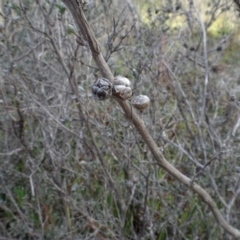 Leptospermum (genus) (Tea Tree) at Carwoola, NSW - 16 Aug 2020 by AndyRussell