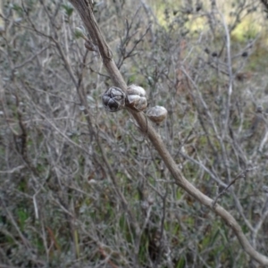 Leptospermum sp. at Carwoola, NSW - 16 Aug 2020