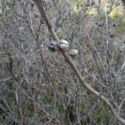 Leptospermum sp. (Tea Tree) at Carwoola, NSW - 16 Aug 2020 by AndyRussell