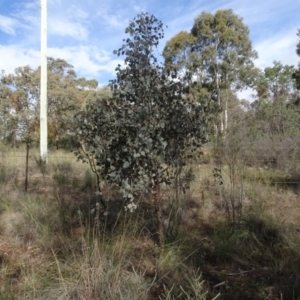 Eucalyptus polyanthemos at Carwoola, NSW - 16 Aug 2020