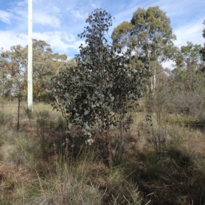 Eucalyptus polyanthemos (Red Box) at QPRC LGA - 16 Aug 2020 by AndyRussell