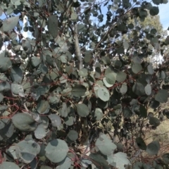 Eucalyptus polyanthemos at Carwoola, NSW - 16 Aug 2020