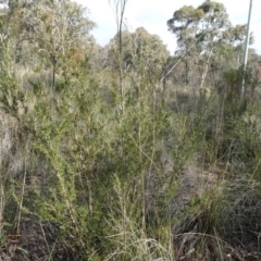 Kunzea ericoides (Burgan) at Carwoola, NSW - 16 Aug 2020 by AndyRussell