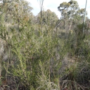 Kunzea ericoides at Carwoola, NSW - 16 Aug 2020