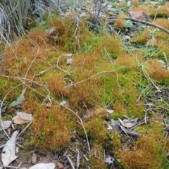 Ditrichaceae at Aranda, ACT - 17 Aug 2020