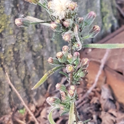 Erigeron bonariensis (Flaxleaf Fleabane) at Macquarie, ACT - 18 Aug 2020 by trevorpreston