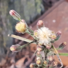 Erigeron bonariensis at Macquarie, ACT - 18 Aug 2020 05:21 PM