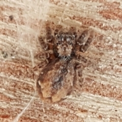Servaea narraweena (A jumping spider) at Weetangera, ACT - 18 Aug 2020 by trevorpreston