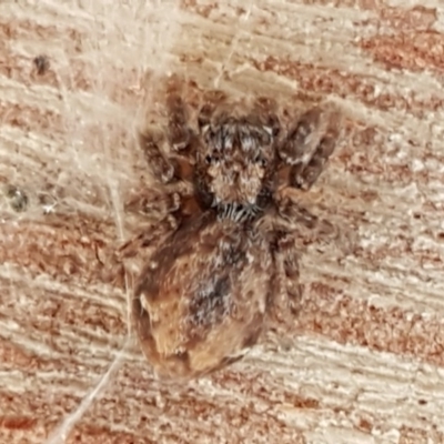 Servaea narraweena (A jumping spider) at Weetangera, ACT - 18 Aug 2020 by trevorpreston