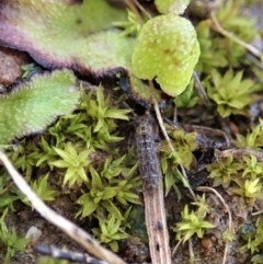 Collembola sp. (class) (Springtail) at Mount Painter - 13 Aug 2020 by CathB