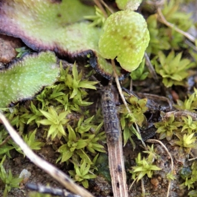 Collembola sp. (class) (Springtail) at Mount Painter - 13 Aug 2020 by CathB