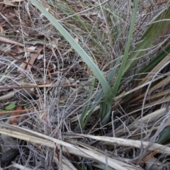 Dianella revoluta var. revoluta (Black-Anther Flax Lily) at Carwoola, NSW - 16 Aug 2020 by AndyRussell