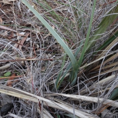 Dianella revoluta var. revoluta (Black-Anther Flax Lily) at Carwoola, NSW - 16 Aug 2020 by AndyRussell