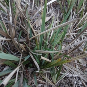 Dianella revoluta var. revoluta at Carwoola, NSW - 16 Aug 2020