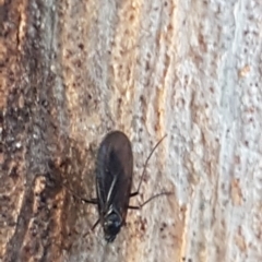 Sciaridae sp. (family) (Black fungus gnat) at Weetangera, ACT - 18 Aug 2020 by trevorpreston