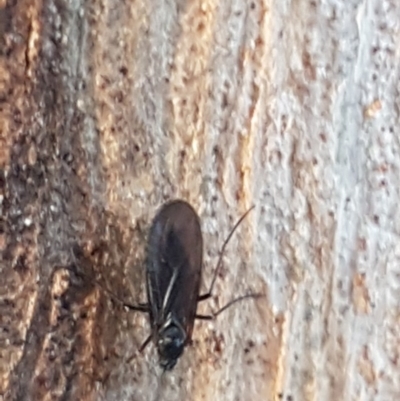 Sciaridae sp. (family) (Black fungus gnat) at Weetangera, ACT - 18 Aug 2020 by trevorpreston