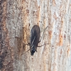 Sciaridae sp. (family) at Weetangera, ACT - 18 Aug 2020