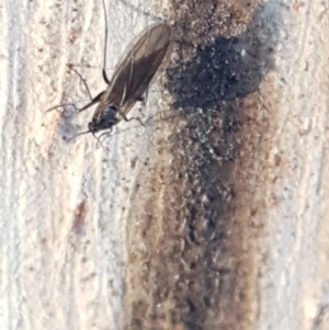 Sciaridae sp. (family) at Weetangera, ACT - 18 Aug 2020