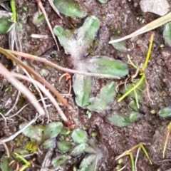Riccia cartilaginosa (Liverwort) at Weetangera, ACT - 18 Aug 2020 by trevorpreston