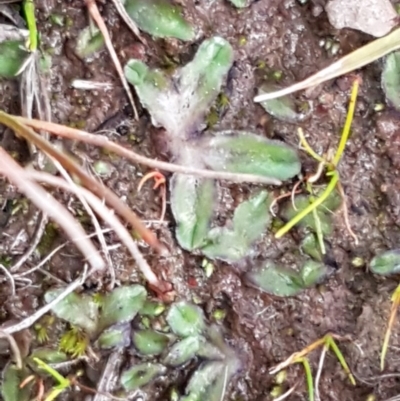Riccia cartilaginosa (Liverwort) at Weetangera, ACT - 18 Aug 2020 by trevorpreston