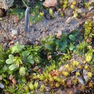 Phaeoceros sp. at Cook, ACT - 13 Aug 2020