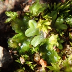 Phaeoceros sp. at Cook, ACT - 13 Aug 2020