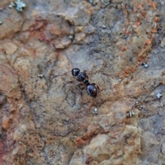 Stigmacros sp. (genus) (An Ant) at Mount Painter - 13 Aug 2020 by CathB