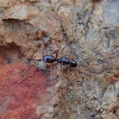 Stigmacros sp. (genus) at Cook, ACT - 13 Aug 2020