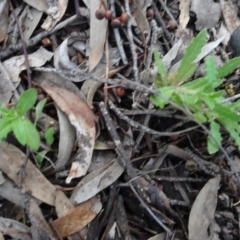 Wahlenbergia sp. (Bluebell) at Carwoola, NSW - 16 Aug 2020 by AndyRussell