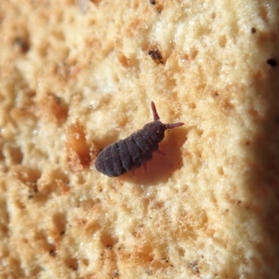 Hypogastrura sp. (genus) (A Springtail) at Cook, ACT - 13 Aug 2020 by CathB